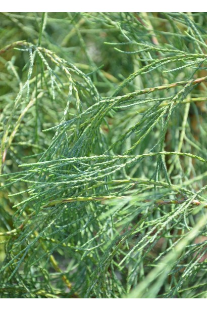 Кипарисовик Дропінг Соло - блакитно-зелена хвоя